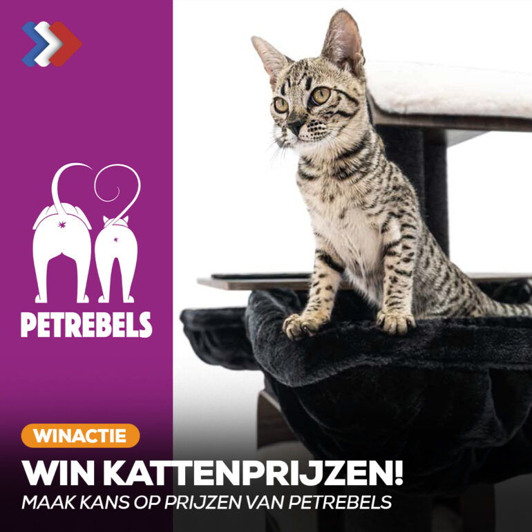 Kattenprijzen